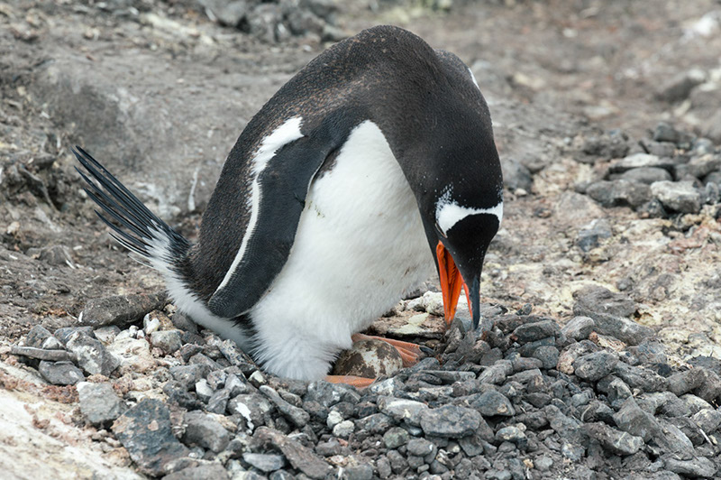 Gentoo Penguin in Nest with Egg. Port Lockroy, Antarctica