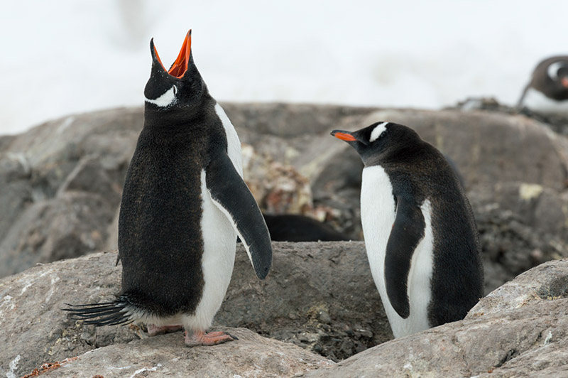 Gentoo Penguin Calling. Port Lockroy, Antarctica