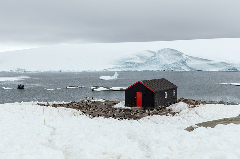 Nesting Gentoo Penguins. Port Lockroy, Antarctica