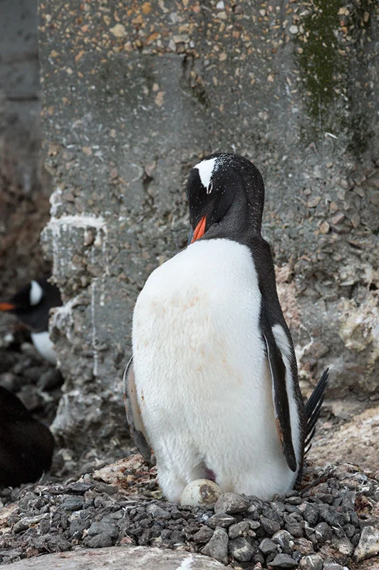 Gentoo with Egg. British Research Station, Port Lockroy, Antarctica