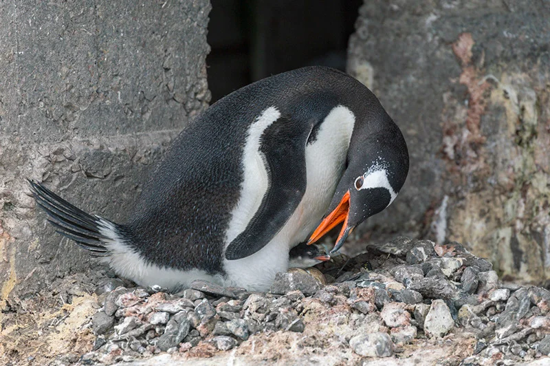 Gentoo with Chick. British Research Station, Port Lockroy, Antarctica