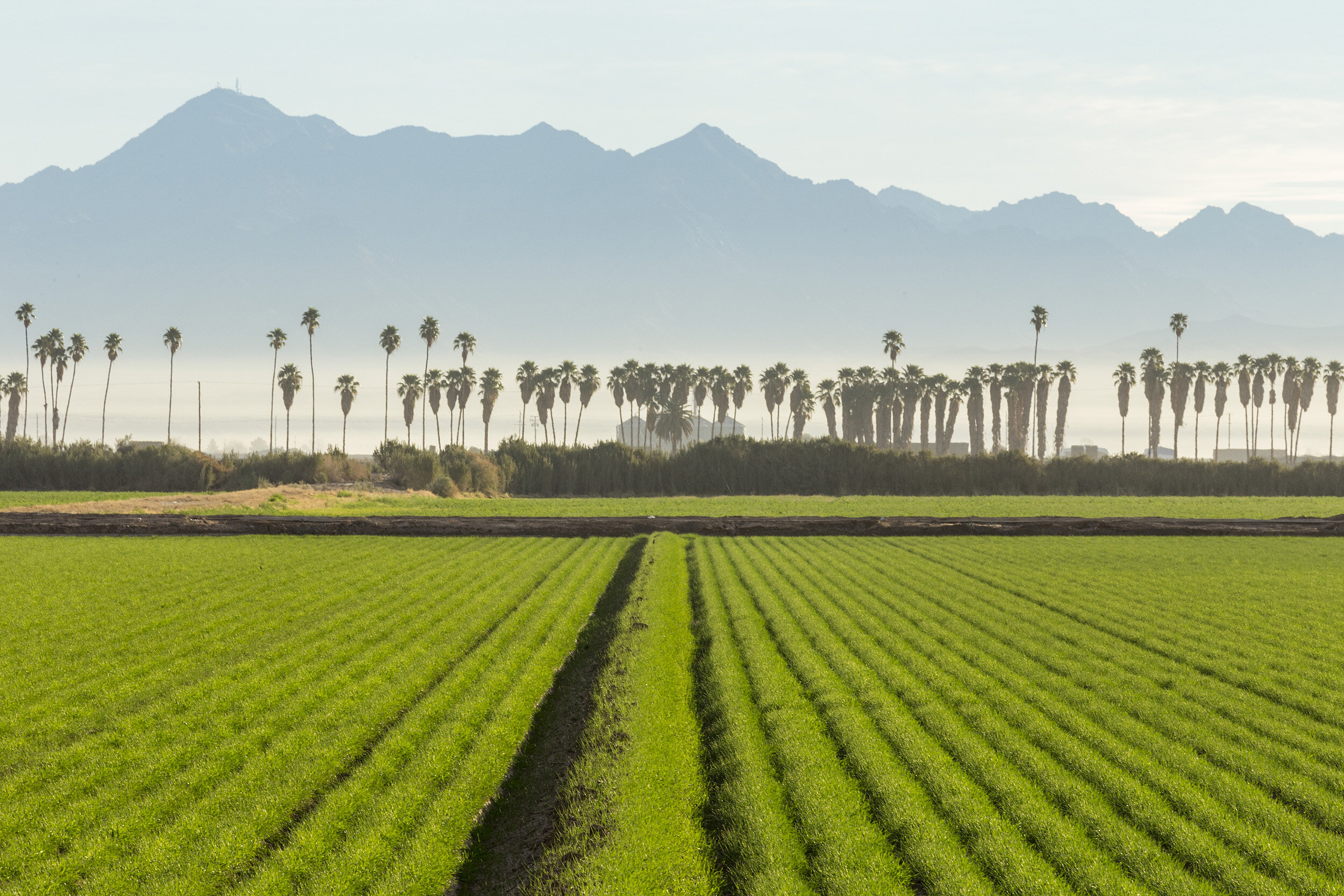   Desert Farmland. Blythe, CA. 2014    (33°34'11.898" N 114°39'25.278" W)  