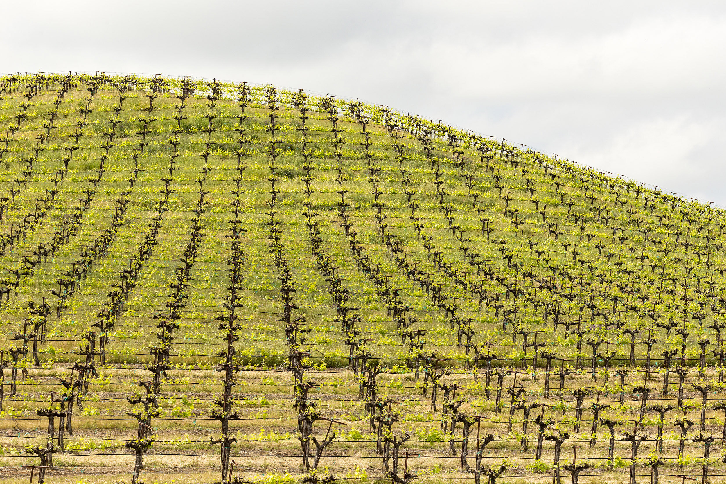 New Vineyard, Study #2. Templeton, CA. 2017 (35°32'52.476" N 120°34'2.766" W)