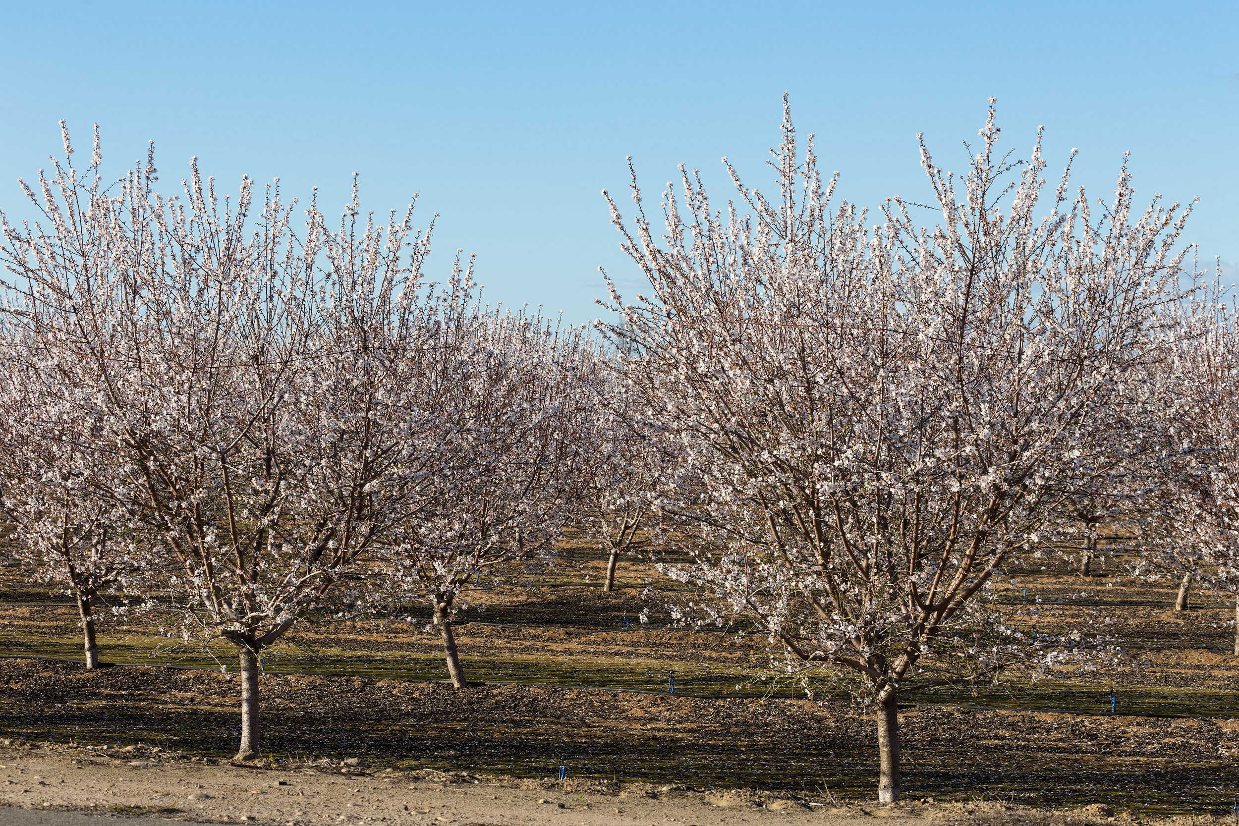 Central Valley Orchard, Study #4. Reedly, CA. 2017 (GPS N/A)