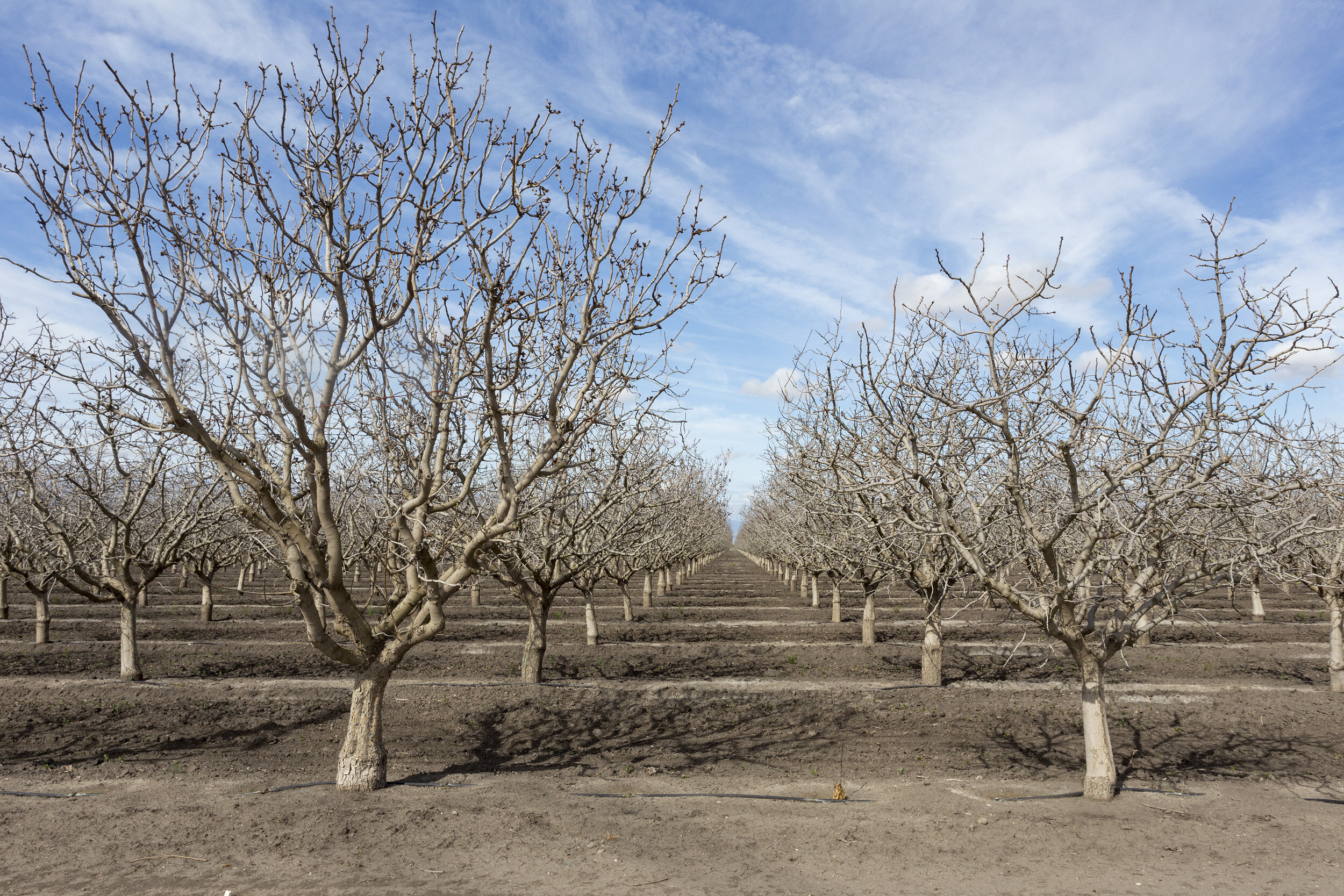  San Joaquin Valley Orchard, Study #2. Buttonwillow, CA. 2019 (35°23'33.234" N 119°28'3.462" W)