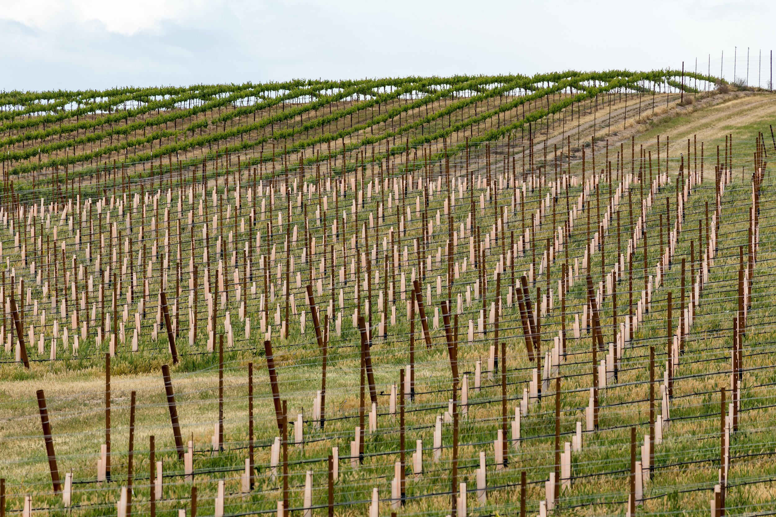 New Vineyard, Study #3. Wellsona, CA. 2018 (35°43'3.744" N 120°37'17.052" W)