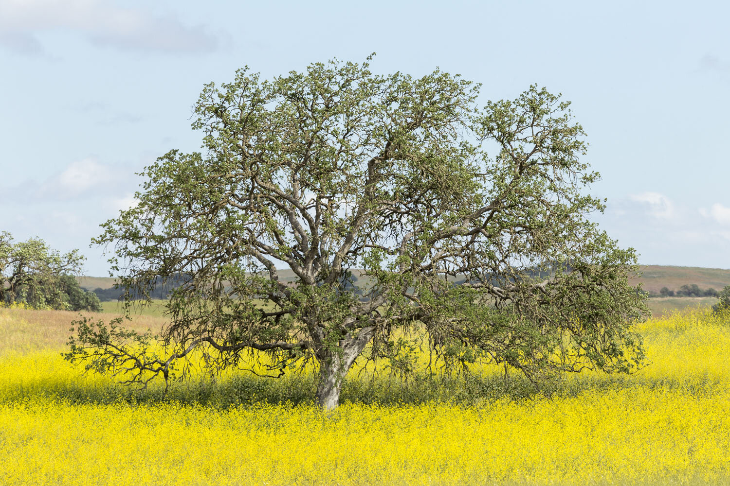 Oak in Mustard Field. Bradly, CA. 2015