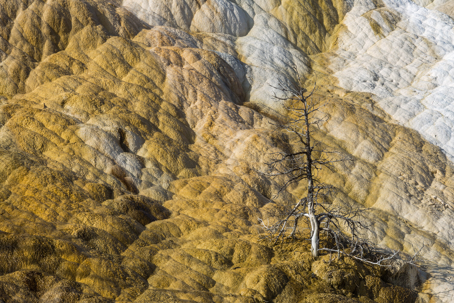 Lower Terrace, Mammoth Hot Springs. Yellowstone National Park, WY. 2015
