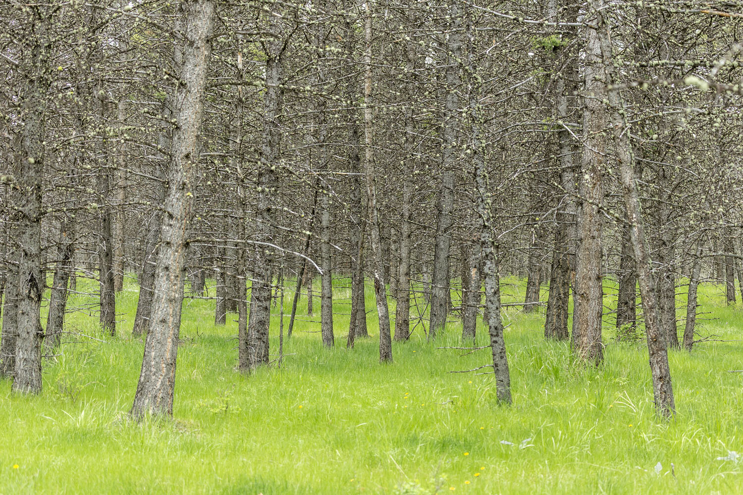 Pine Forest & Grasses. Yellowstone National Park, WY. 2015