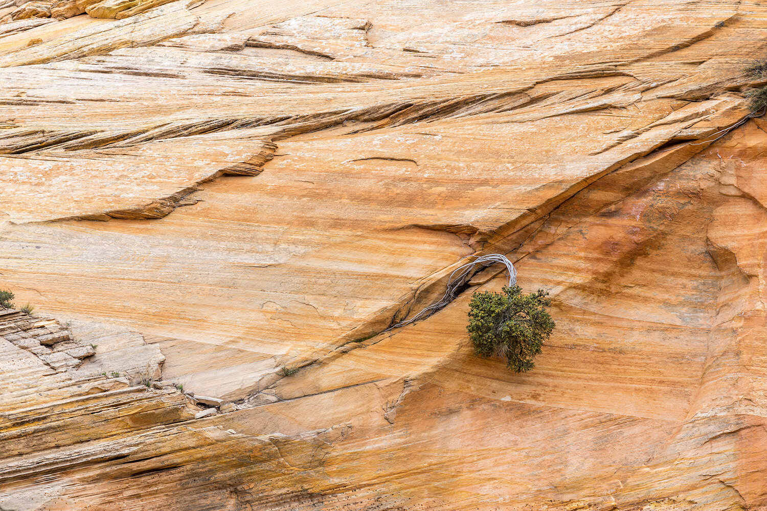 Hanging Brush. Kanub, UT. 2019