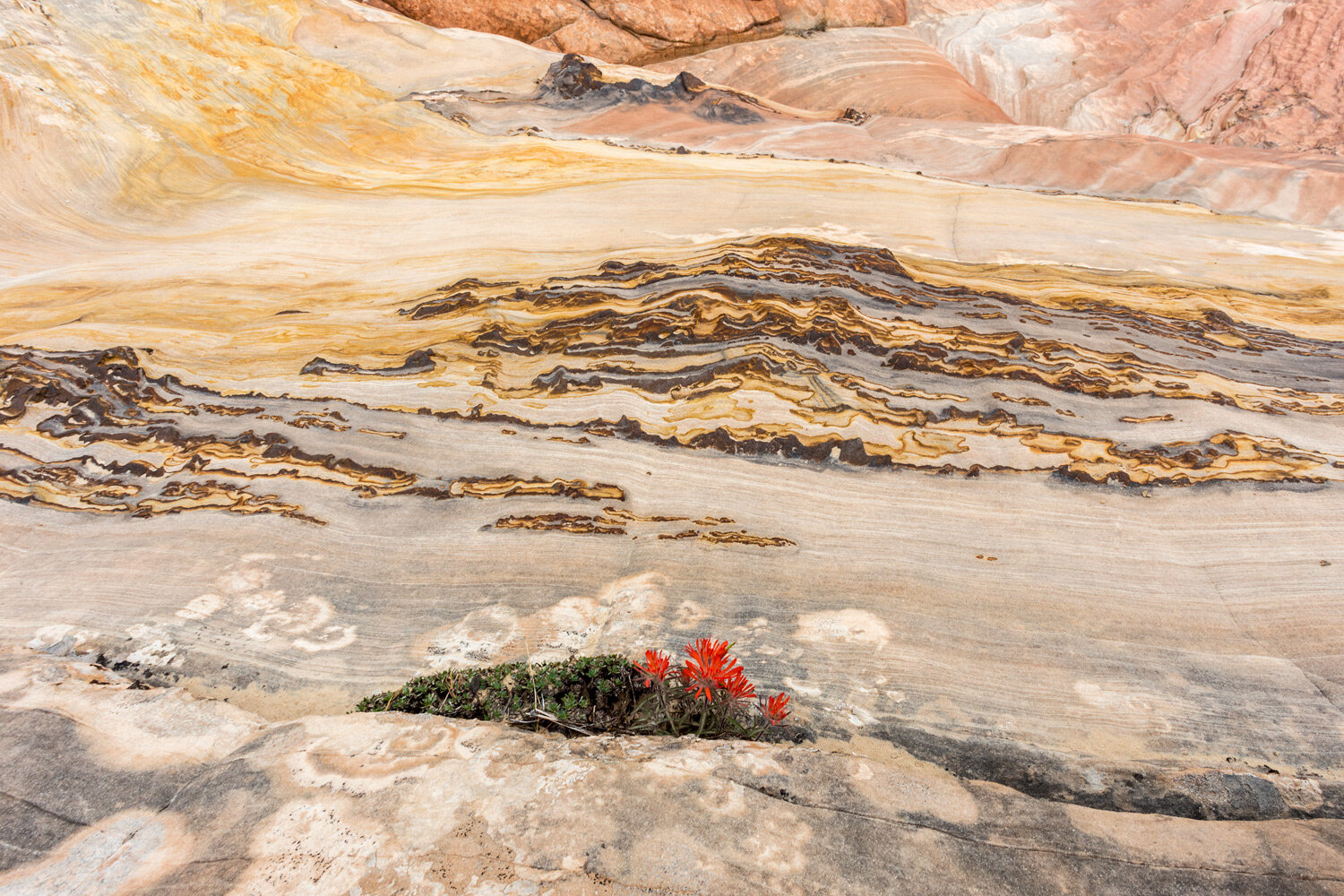 Desert Paintbrush & Rainbow Sandstone. Escalante, UT. 2019