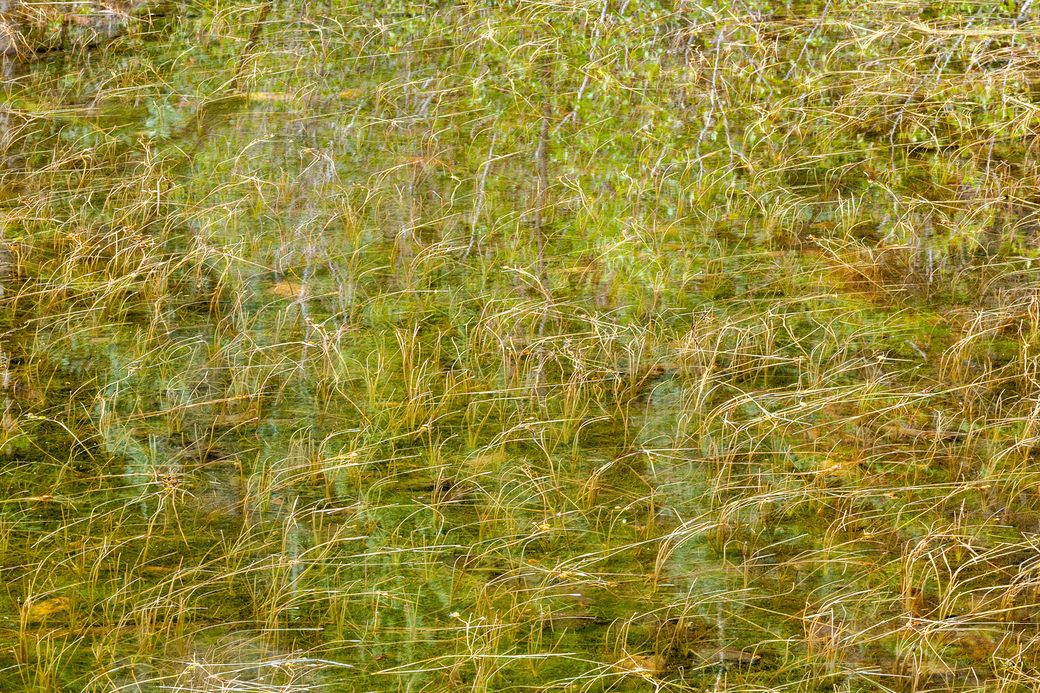 Bear Lake Grasses. Rocky Mountain National Park, CO. 2012