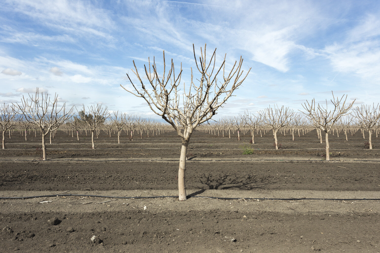 San Joaquin Valley Orchard, Study #1. Buttonwillow, CA. 2019 (35°22'12.396" N 119°28'3.522" W)