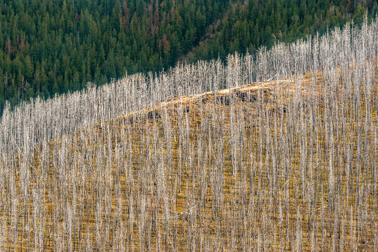 Mt. Washburn Burn Scar. Study #1. Yellowstone National Park, WY. 2006