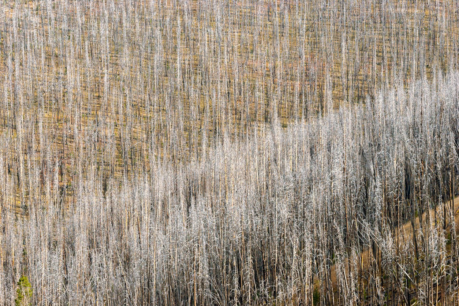 Mt. Washburn Burn Scar. Study #2. Yellowstone National Park, WY. 2006