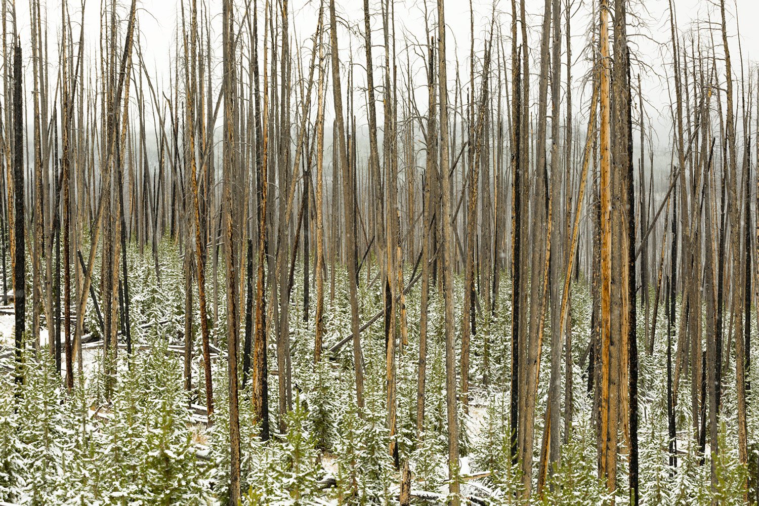 Mt. Washburn Burn Scar. Study #5. Yellowstone National Park, WY. 2009