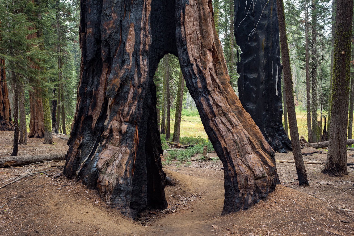 Giant Sequioa Burn Scar. Study #1. Sequioa National Park, CA. 2017