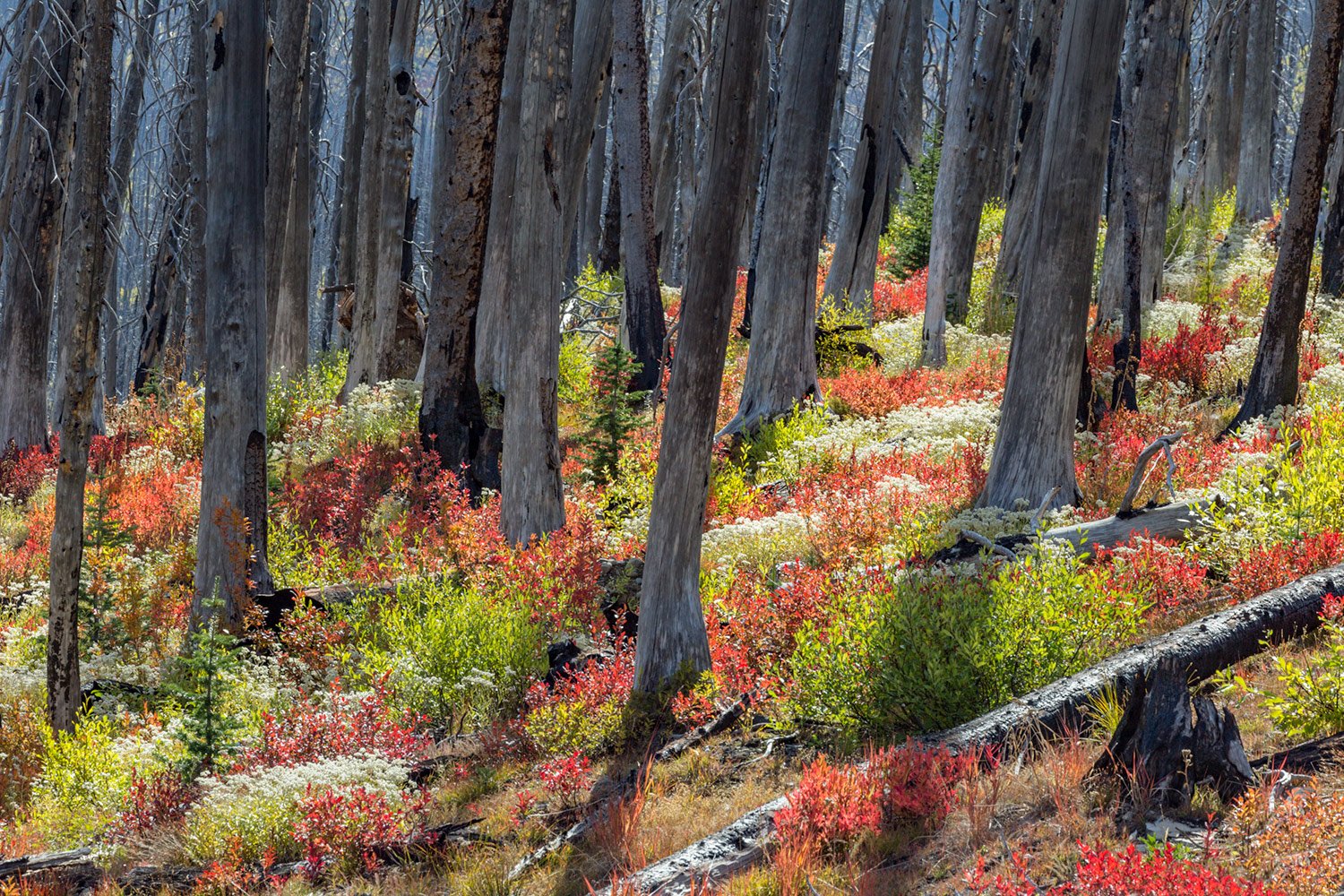   North Cascades Burn Scar. Study #2. North Cascades National Park. WA. 2018  