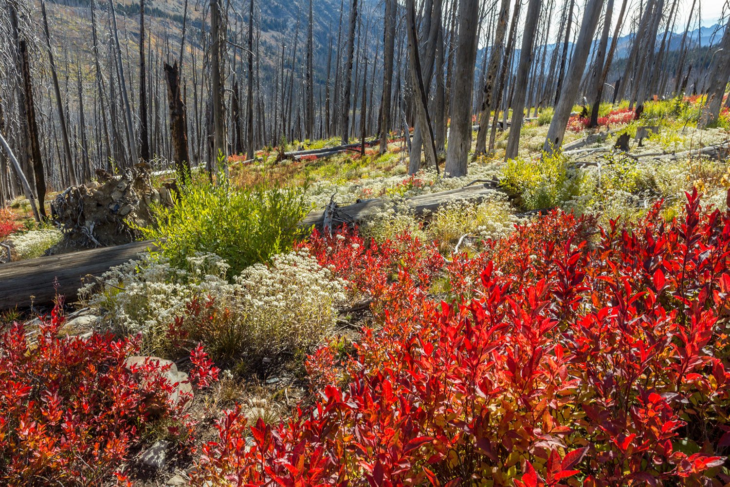 North Cascades Burn Scar. Study #4. North Cascades National Park. WA. 2018