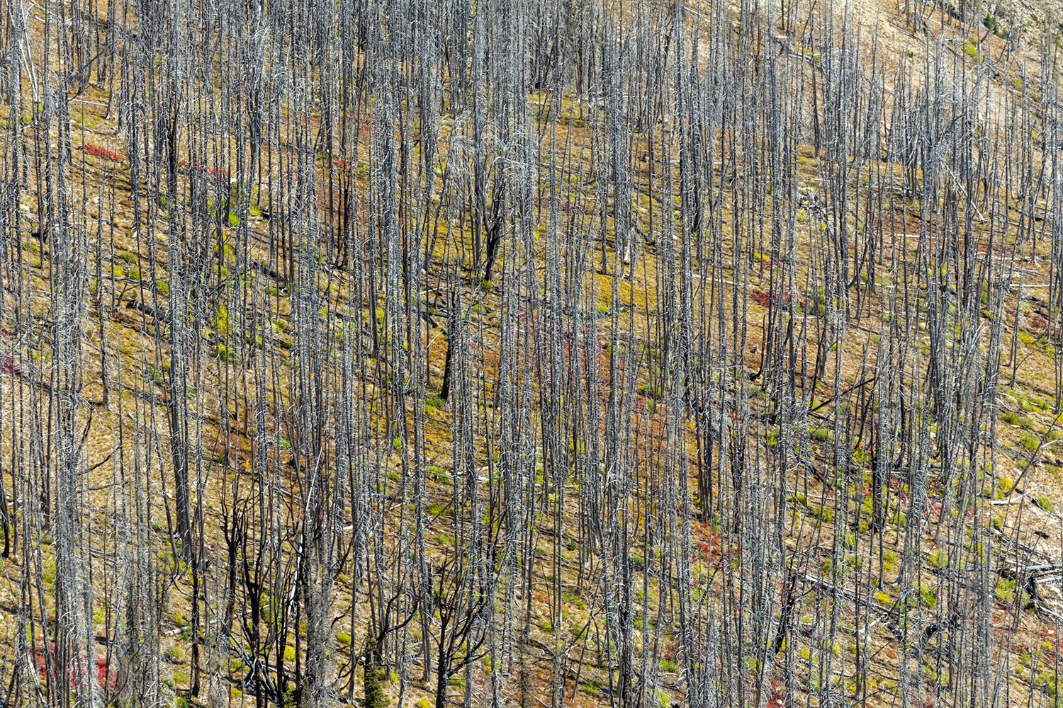 North Cascades Burn Scar. Study #6. North Cascades National Park. WA. 2018