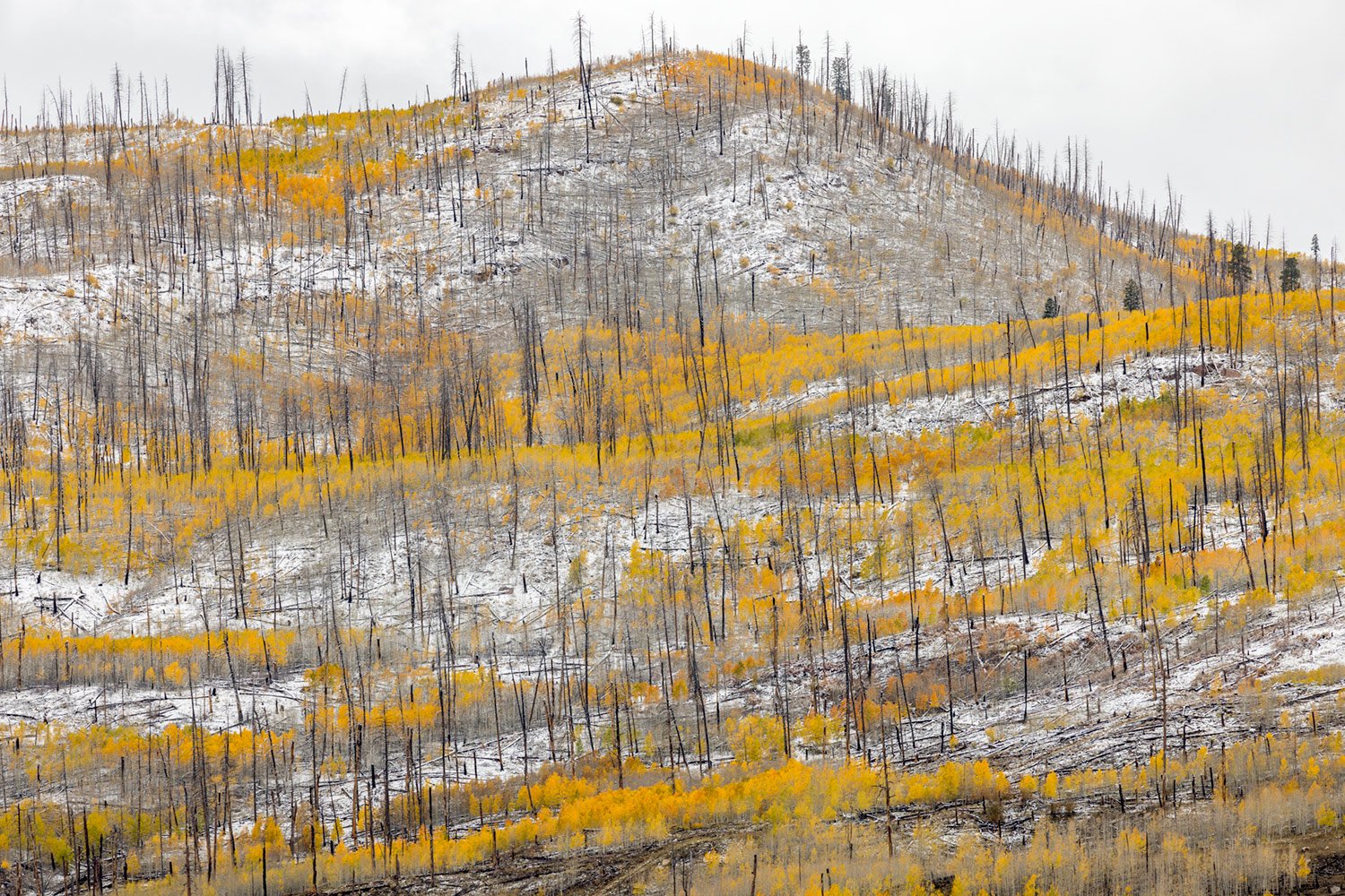 First Snow on Burn Scar. Study #9. Lemon Lake Reservoir, CO. 2021