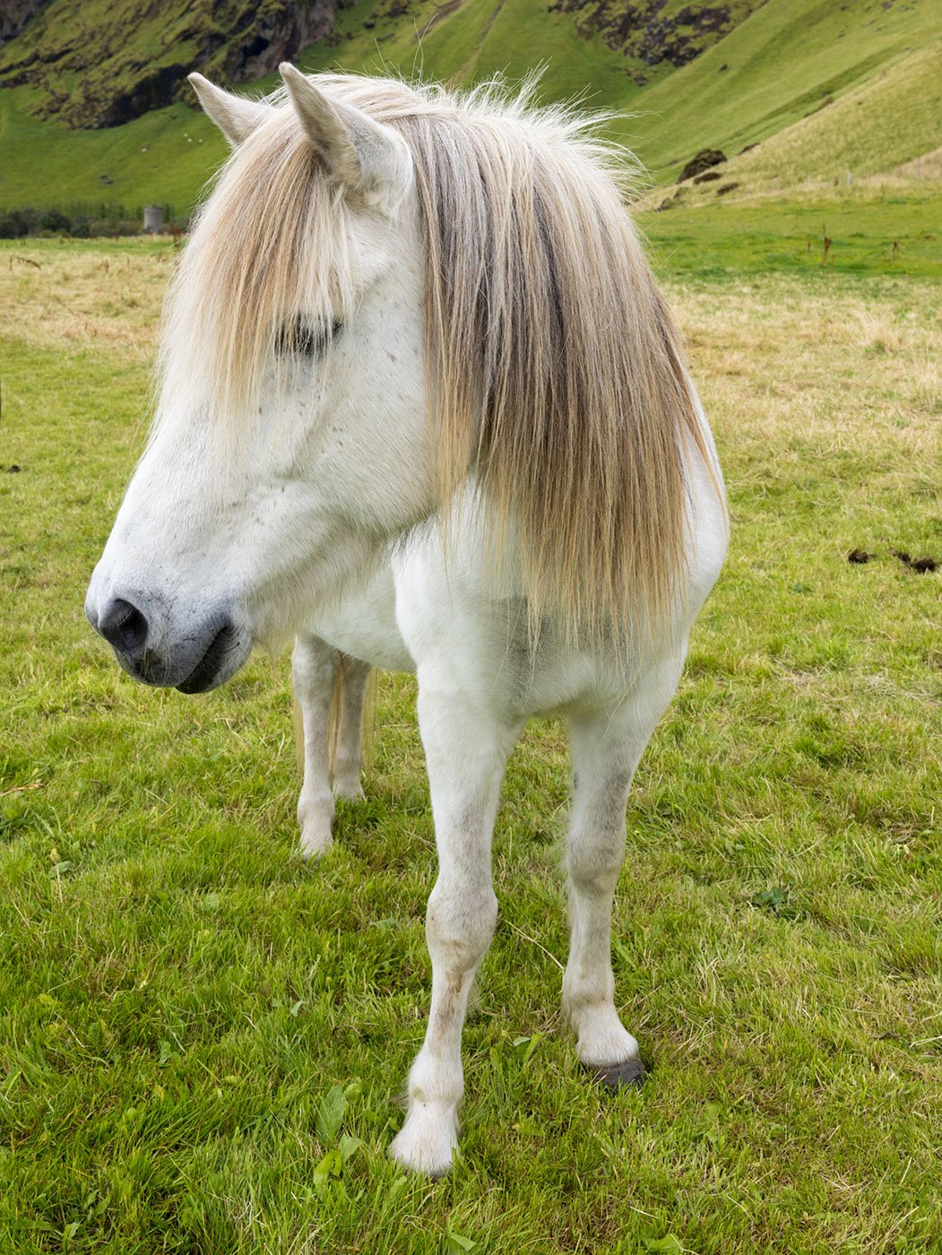 Icelandic Horse 2, Drangshlioll. Iceland, 2022