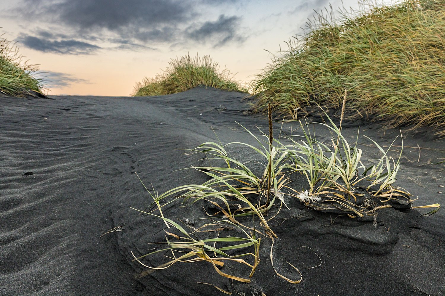 Seagrass at Vestrahorn. Stokknes Peninsula, Iceland. 2022