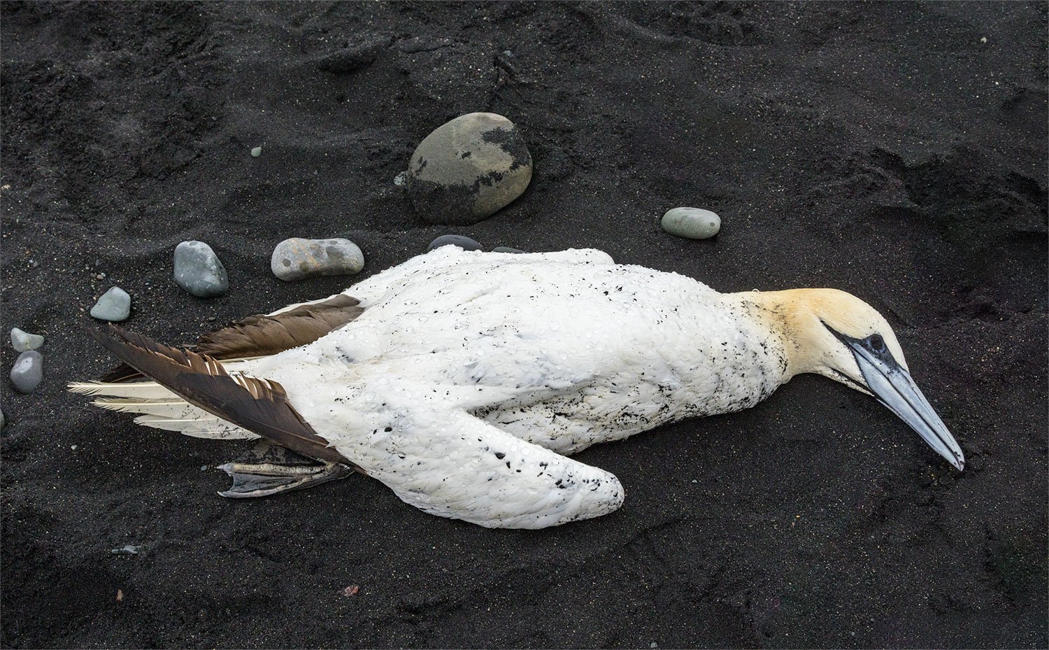 Northern Gannet on Diamond Beach, Iceland. 2022