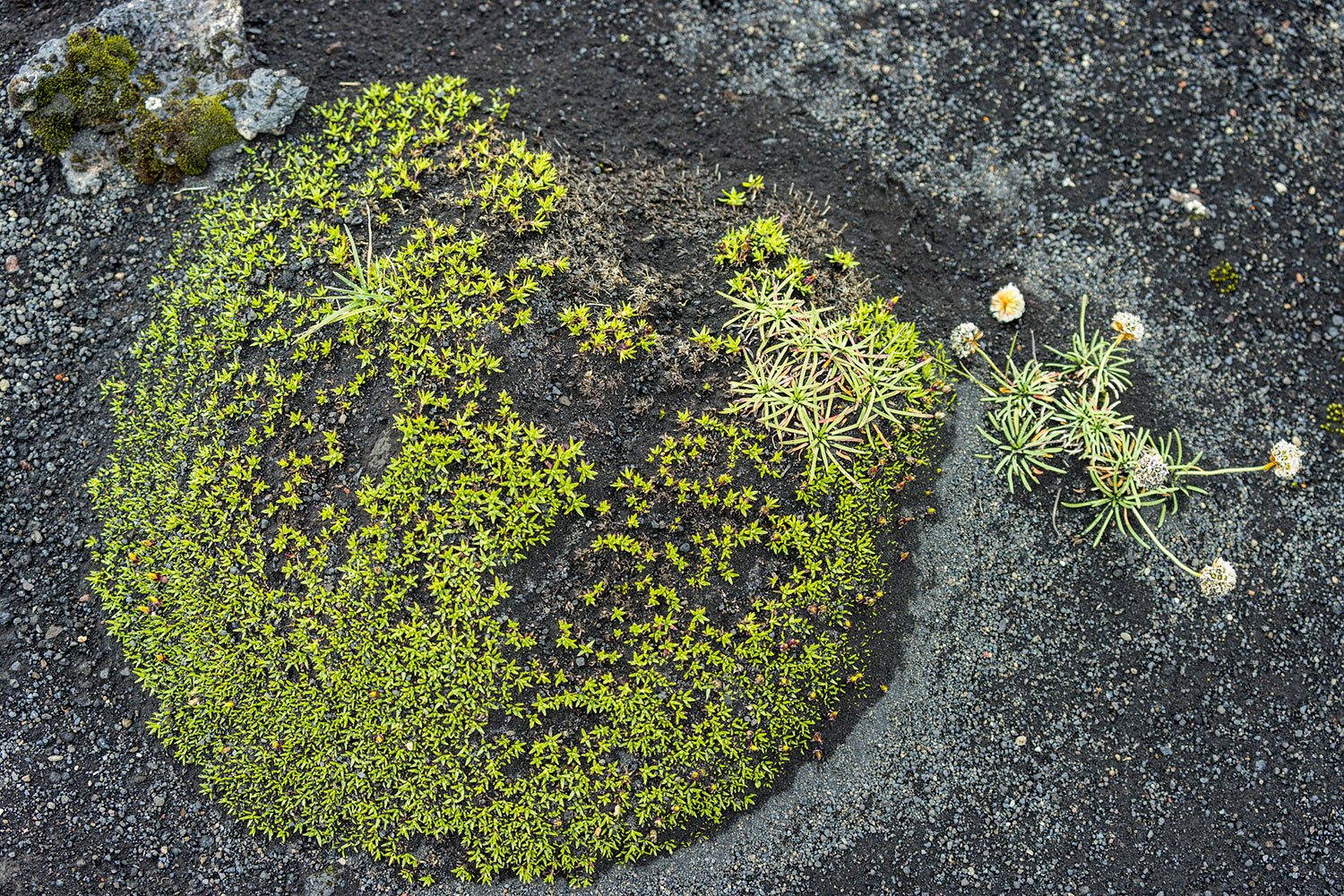 Moss Detail. Western Highlands, Iceland. 2022