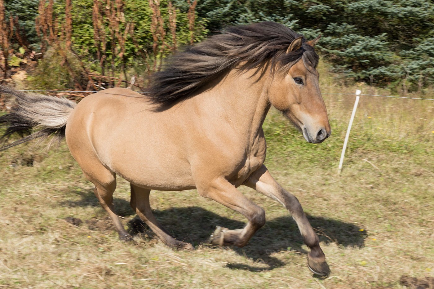 Icelandic Horse, Galloping.  Hris Dals Stables. West Fjord, Iceland. 2022