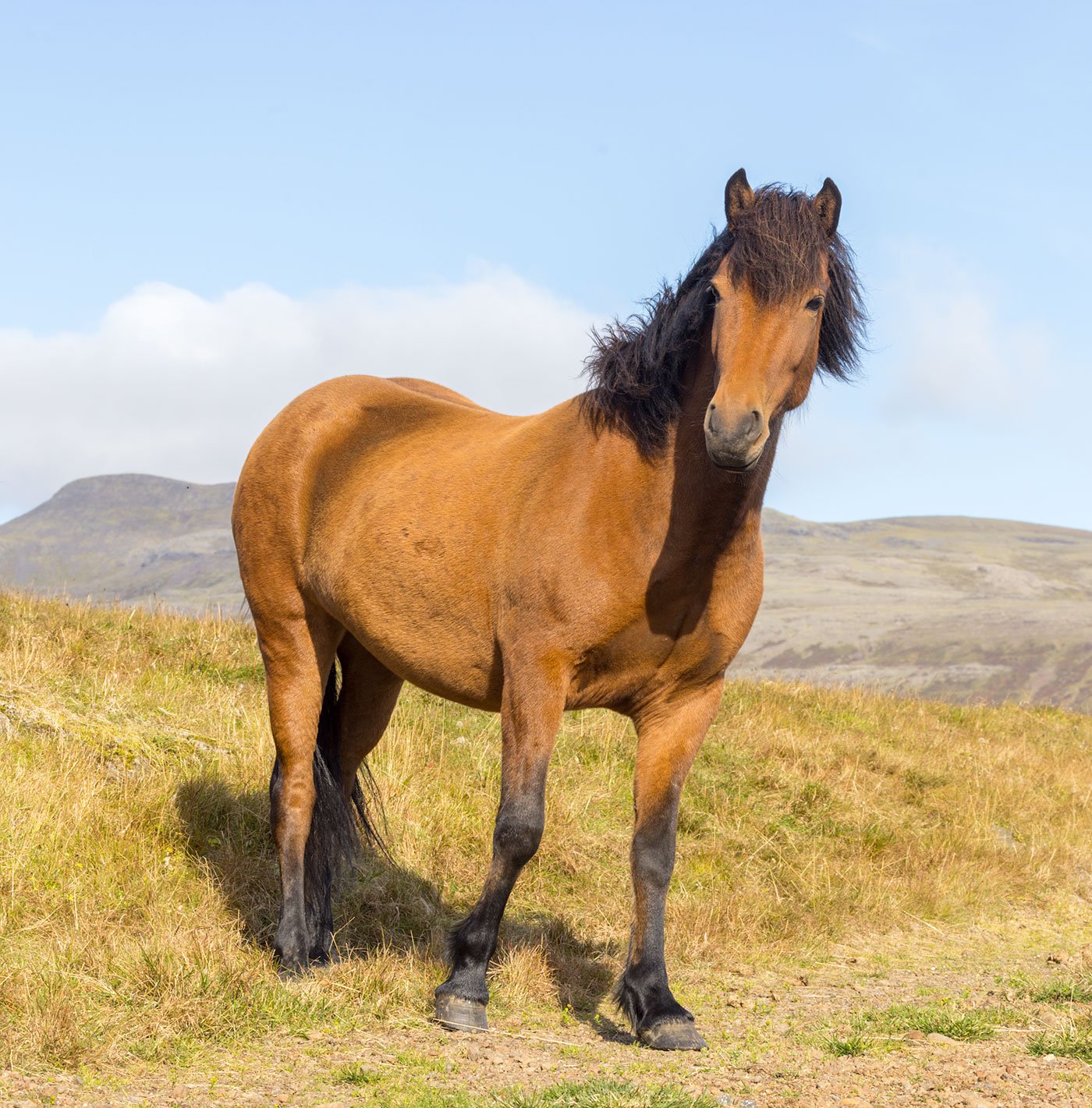 Icelandic Horse.  Hris Dals Stables. West Fjord, Iceland. 2022