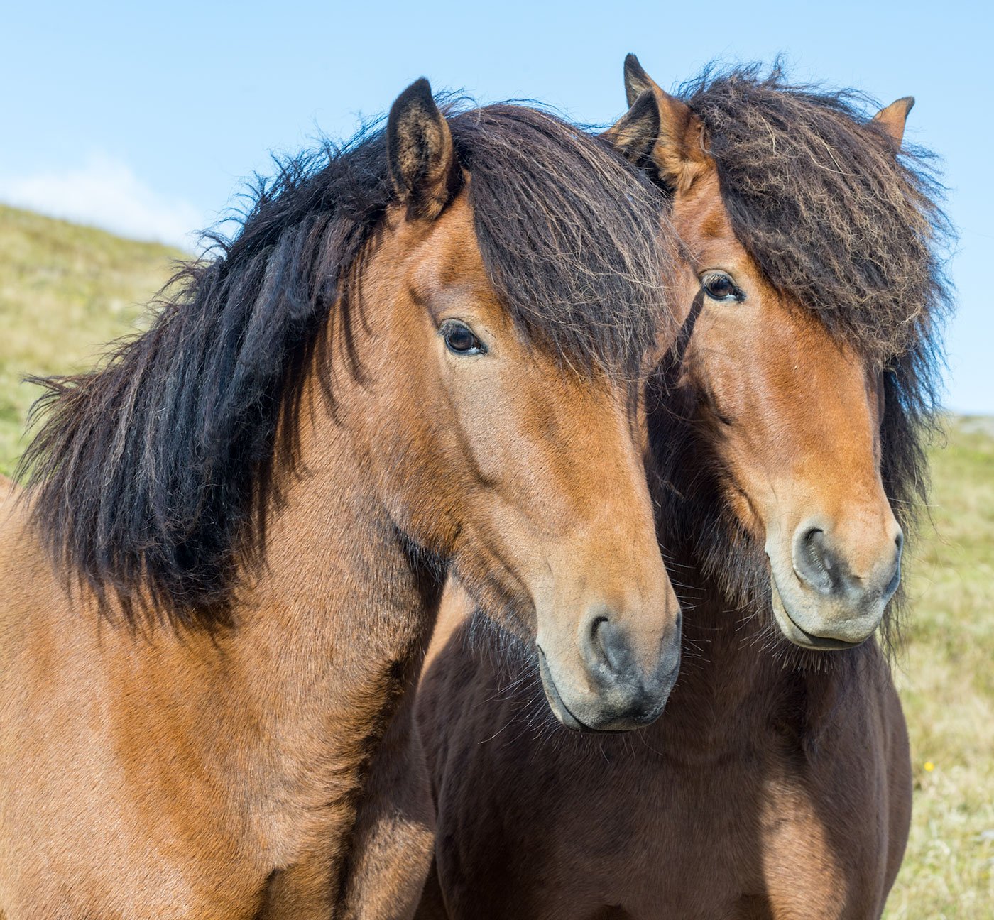 Icelandic Pair.  Hris Dals Stables. West Fjord, Iceland. 2022