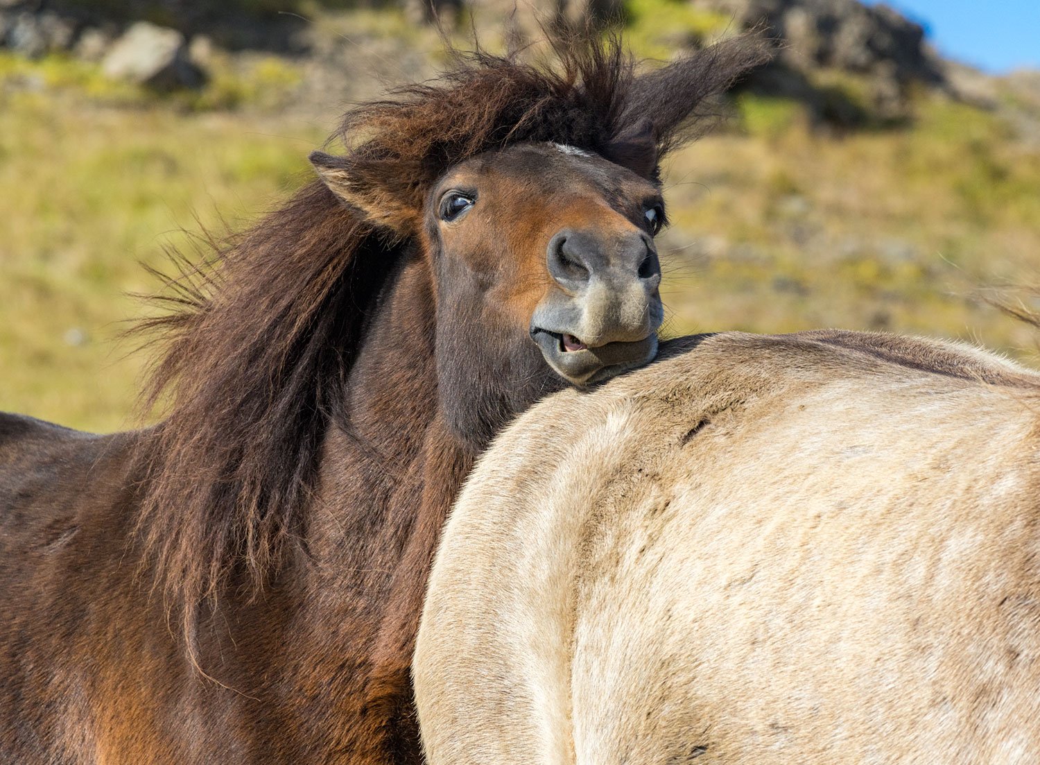 Chin Scratch.   Hris Dals Stables. West Fjord, Iceland. 2022