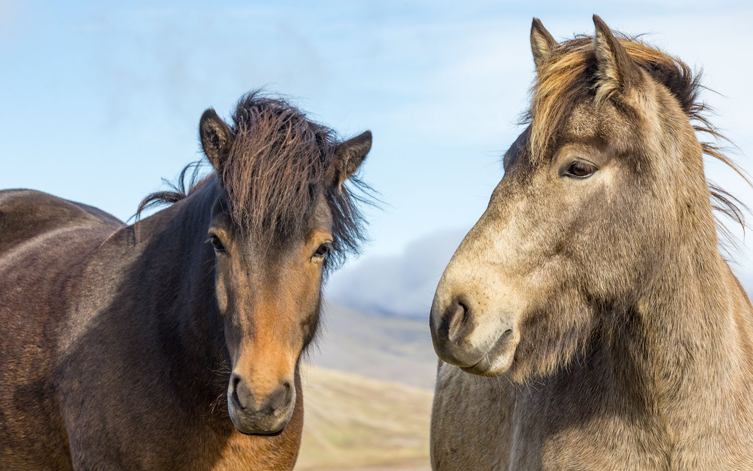 Horses.  Hris Dals Stables. West Fjord, Iceland. 2022
