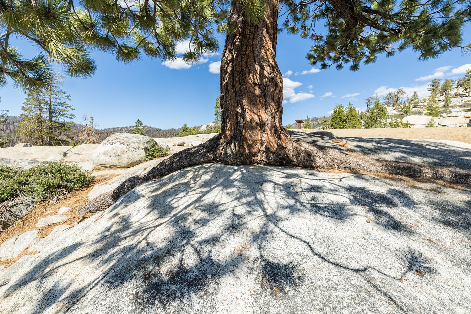 Pine Shadow on Granite. Olmsted Point. Yosemite National Park, CA. 2022