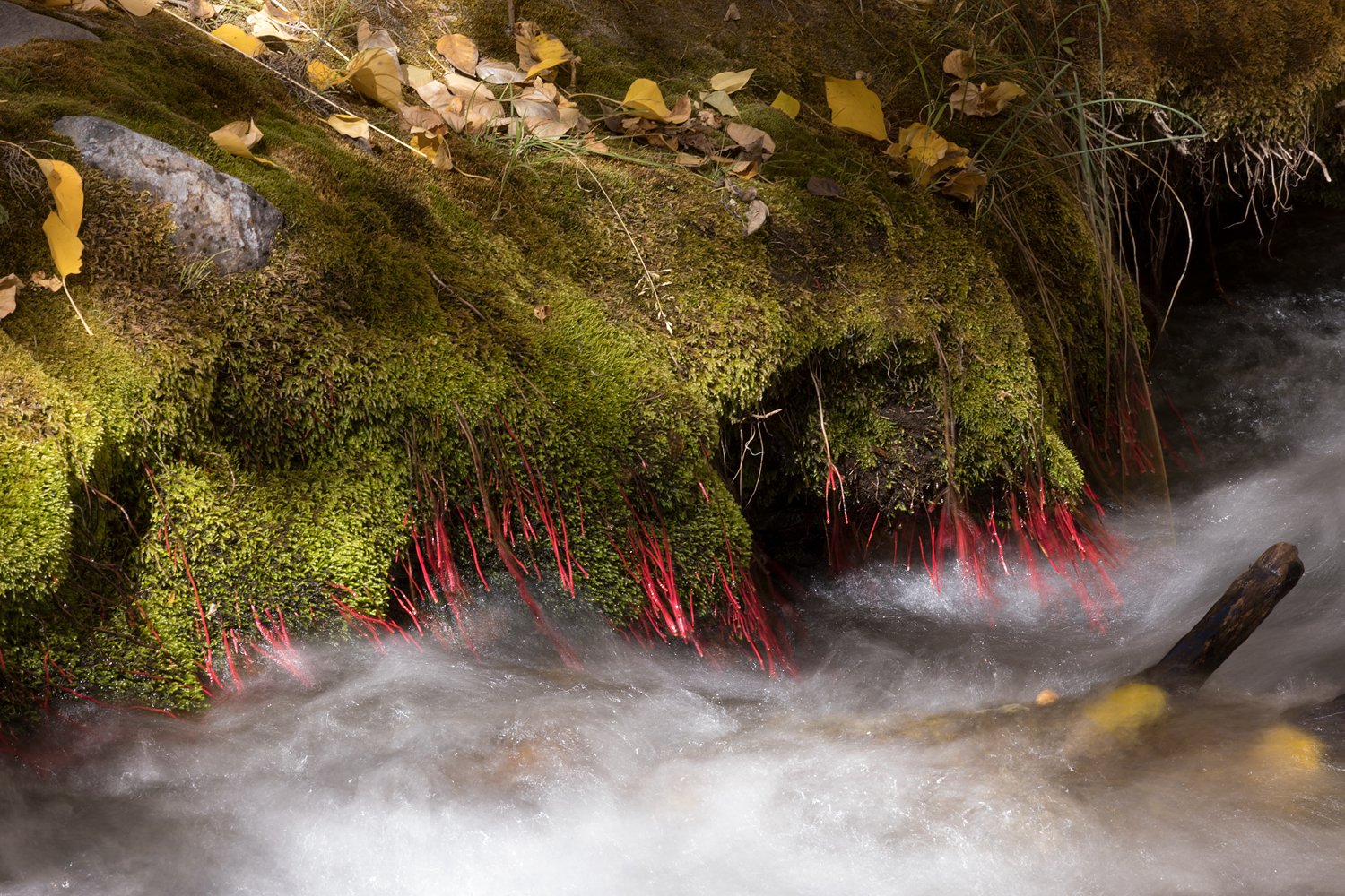 Moss Along McGee Creek. Eastern Sierra, CA. 2022