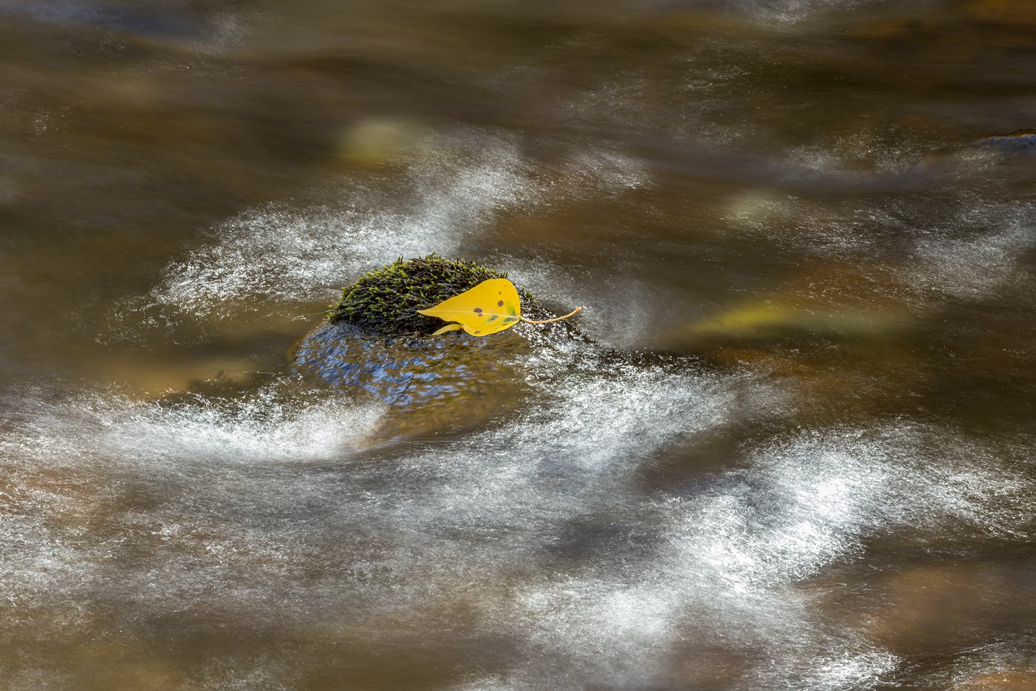 Stranded Cottonwood Leaf. Lee Vining Creek. Mono Lake, CA. 2022