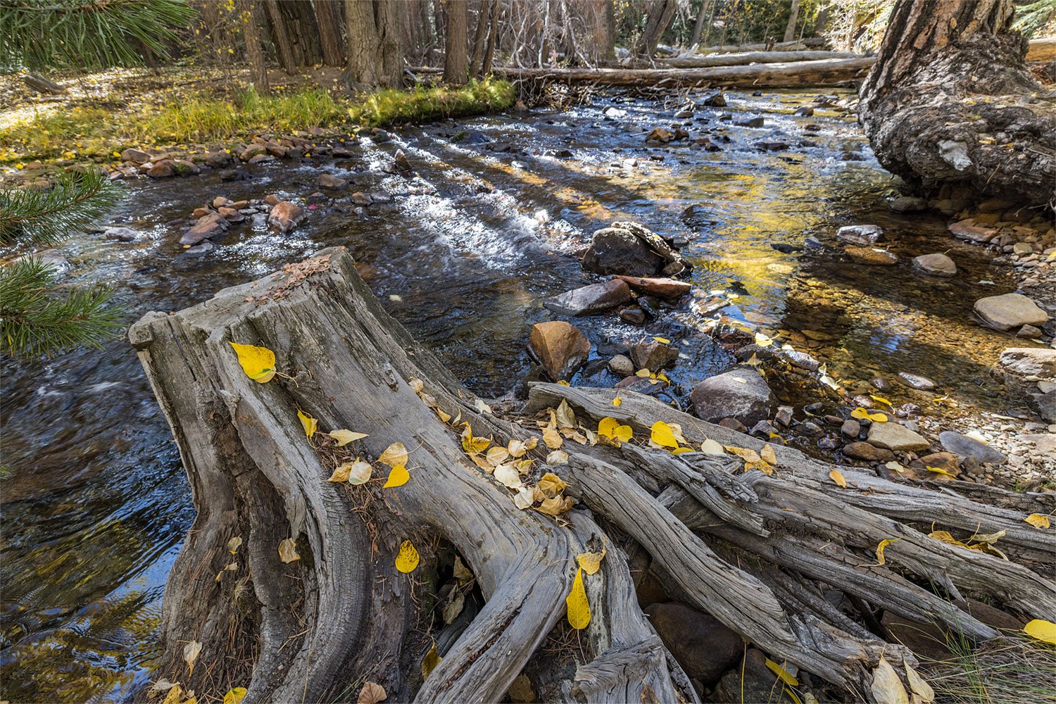 Stump. Lee Vining Creek. Mono Lake, CA. 2022
