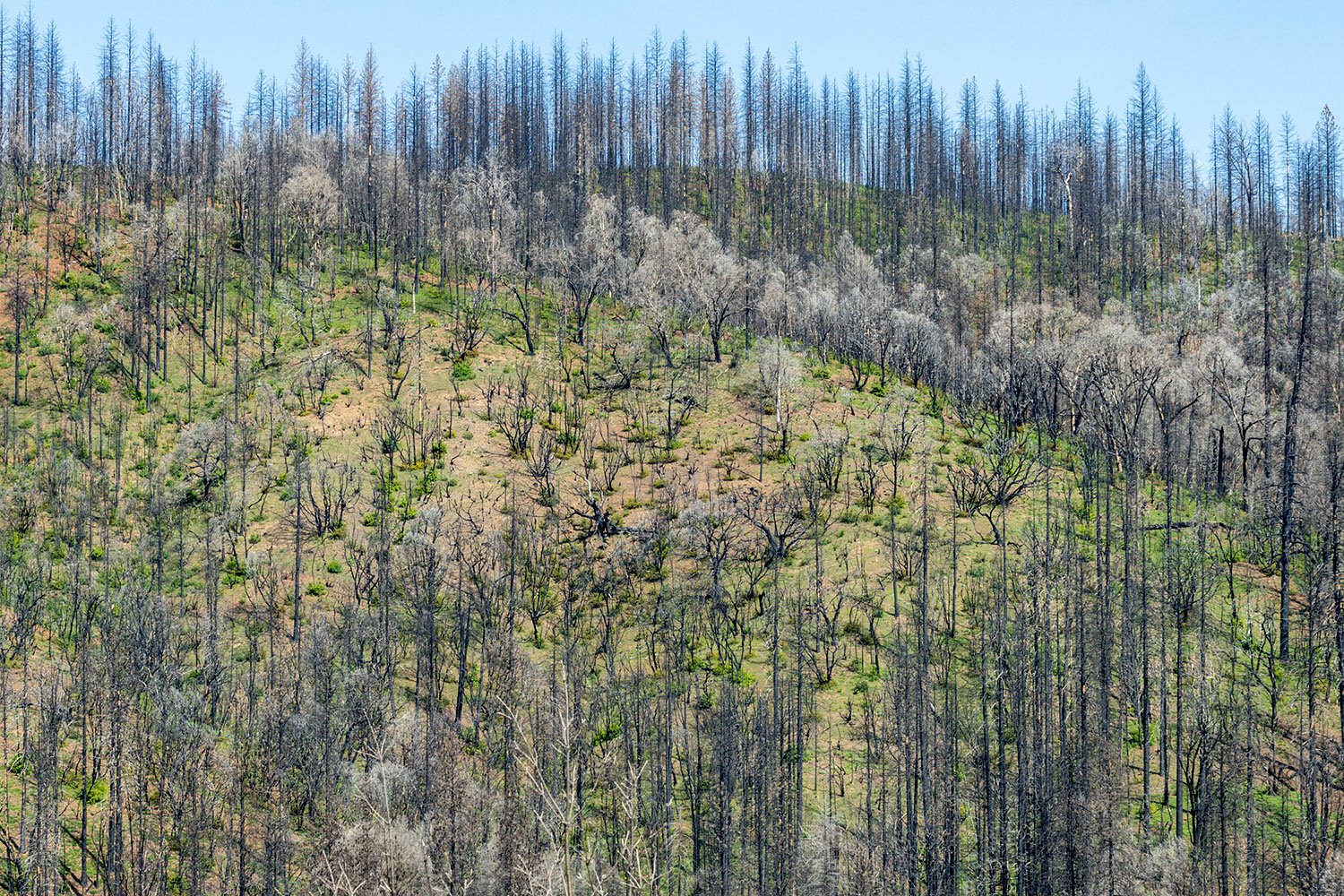 Lake Oroville/North Complex Fire, Burn Scar, Study #3 Oroville, CA 2022