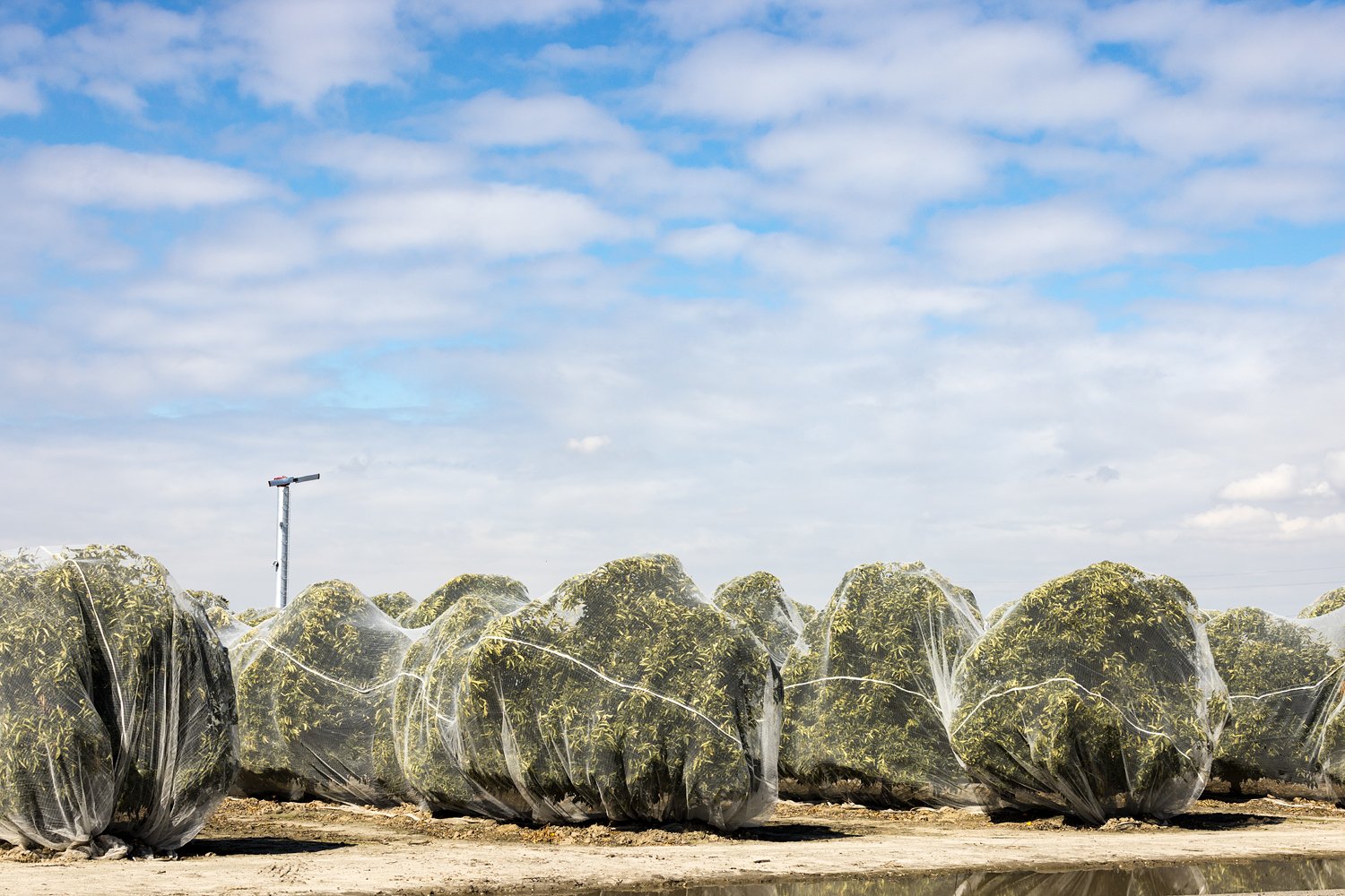   Netted Orange Grove &amp; Clouds. Study #1. Reedly, CA 2023 (36°36'20.016" N 119°34'29.214" W)  