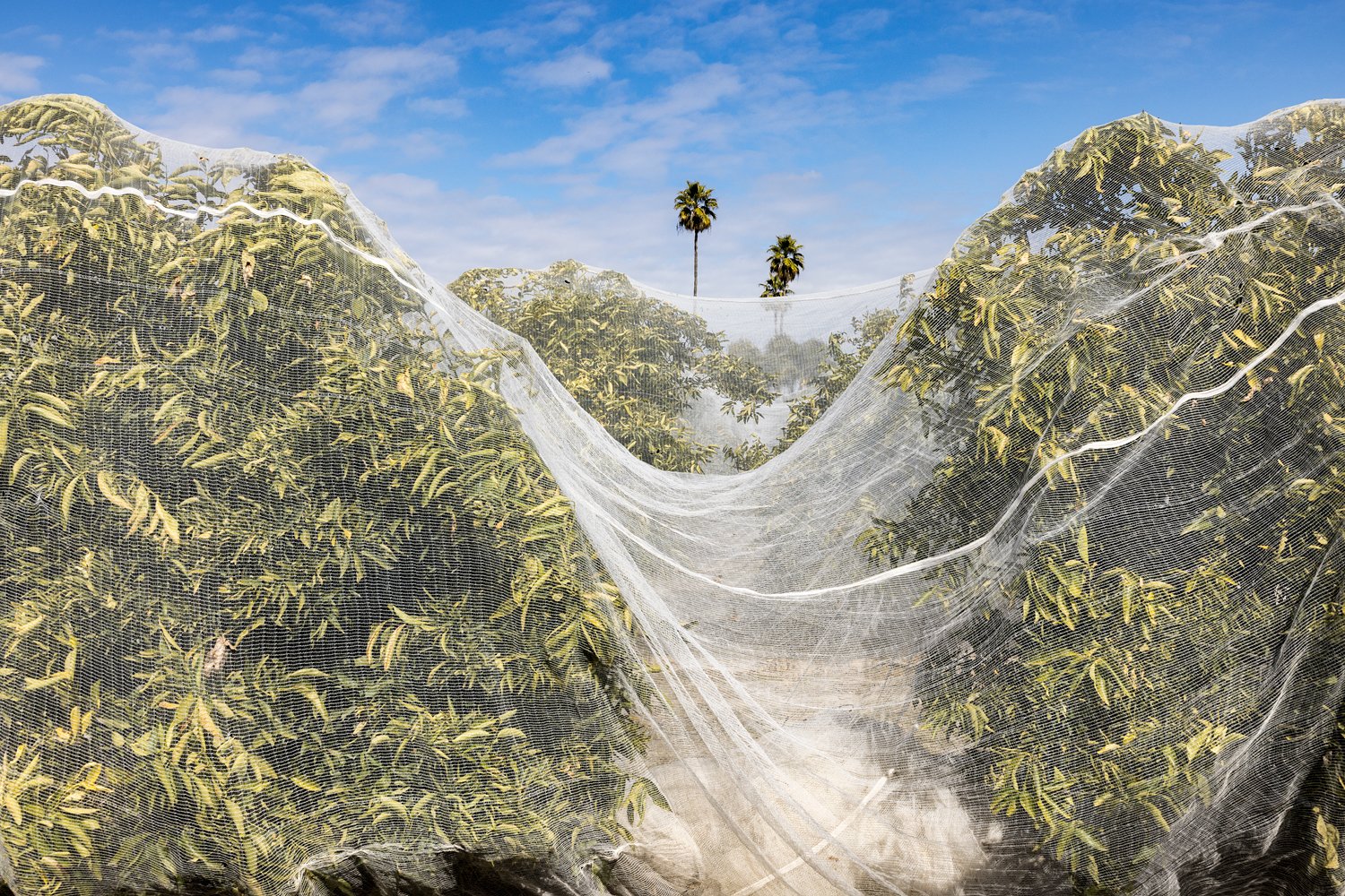   Netted Orange Grove &amp; Palm Trees, Study #2. Reedly, CA 2023 (36°36'19.8" N 119°34'30.258" W)  