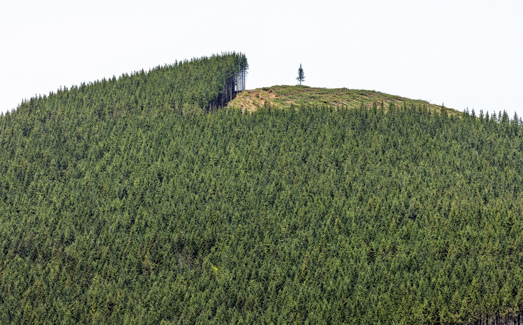 Harvest Time. Weyerhaeuser Tree Farm, WA. Study #3. 2025 46°18'58.74" N 122°24'40.248" W