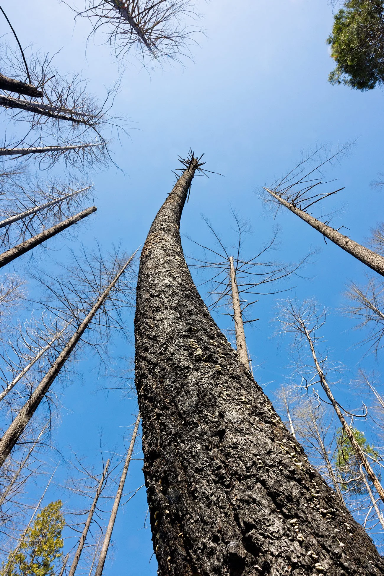 Susan Creek Falls Trail Burn Scar. Study #1. OR. 2025