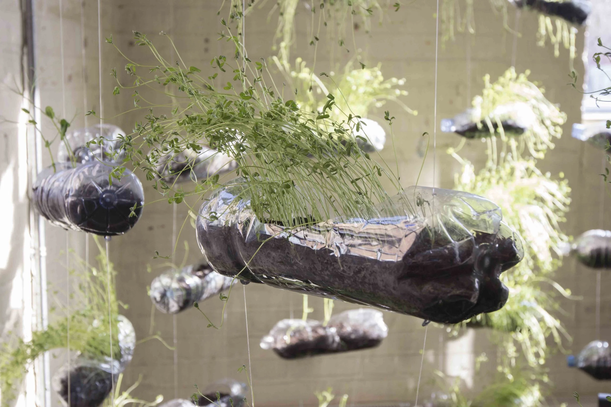 MICRO BEING, Tasha Aulls, 2018. Living plant installation. Tropic 08ºN