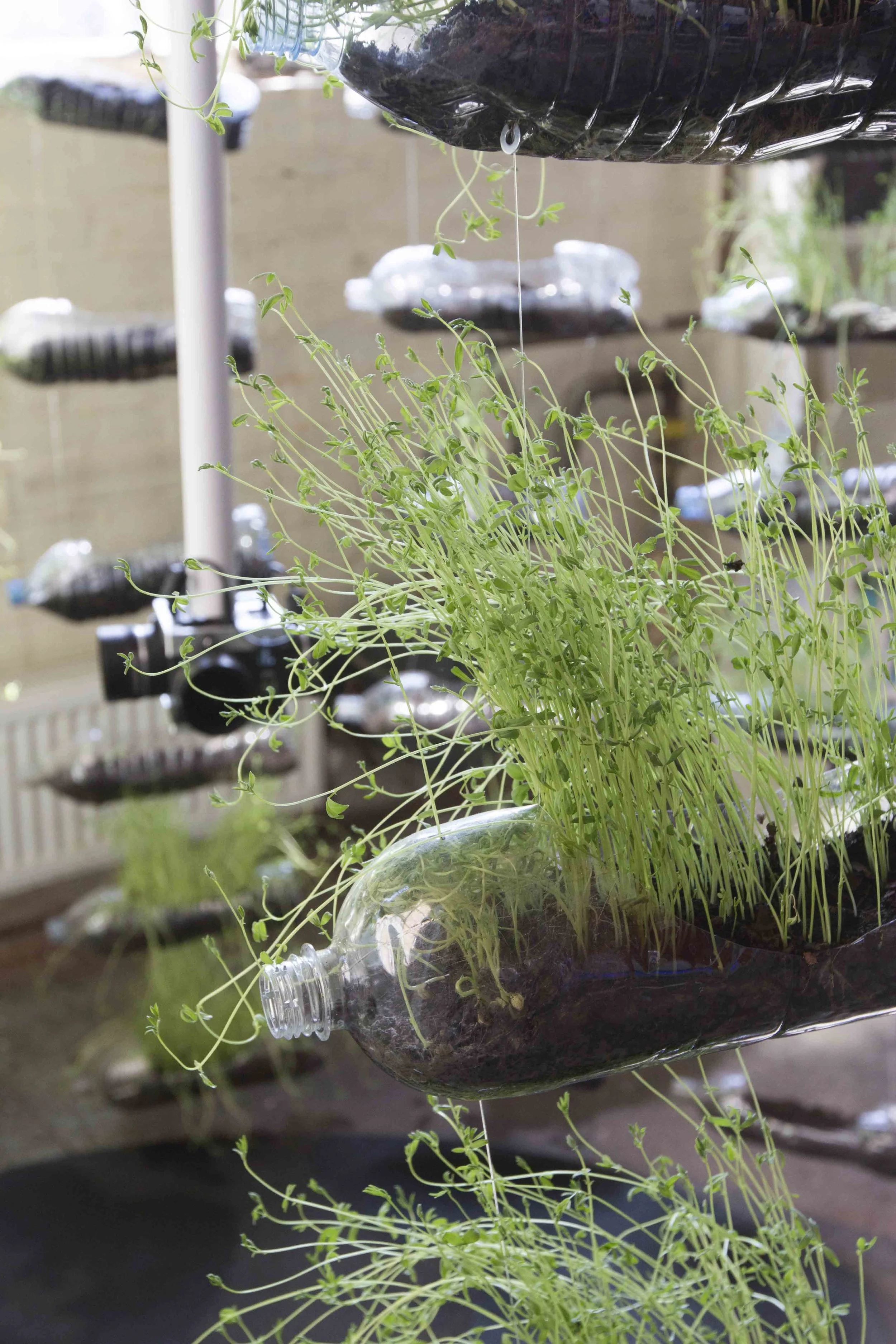 MICRO BEING, Tasha Aulls, 2018. Living plant installation. Tropic 08ºN