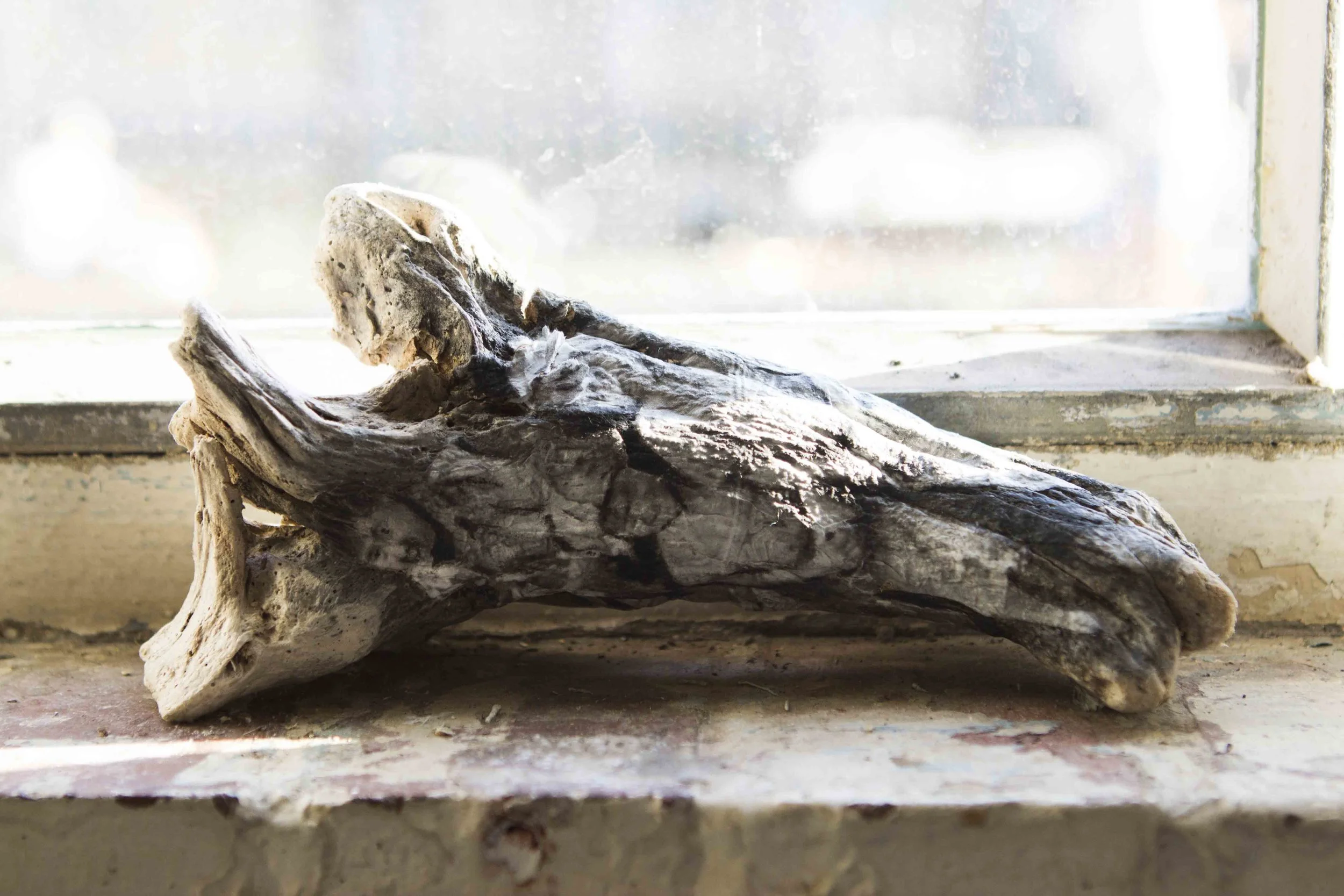 FRAGILE CONNECTIONS OF LIFE, Ourania Gavriel, 2018. wood, leaves, prints, perspex box and water. Tropic 08ºN