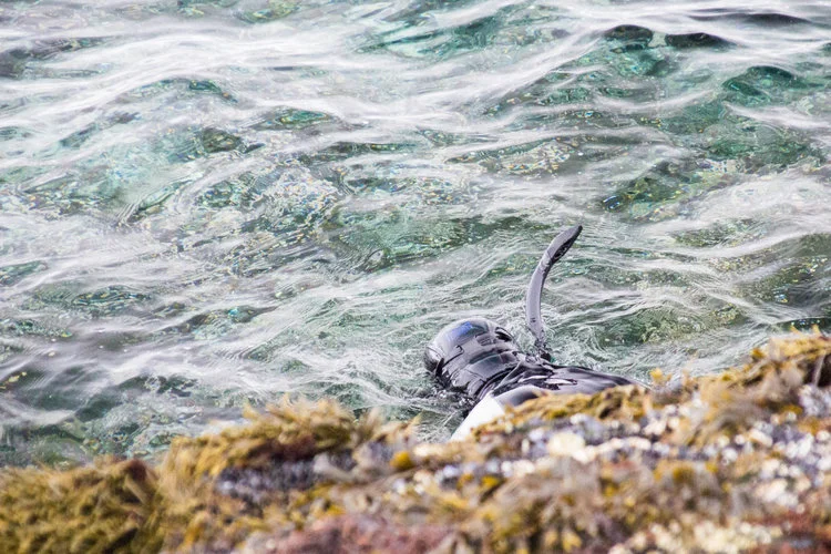 Learning to forage in the ice cold arctic sea