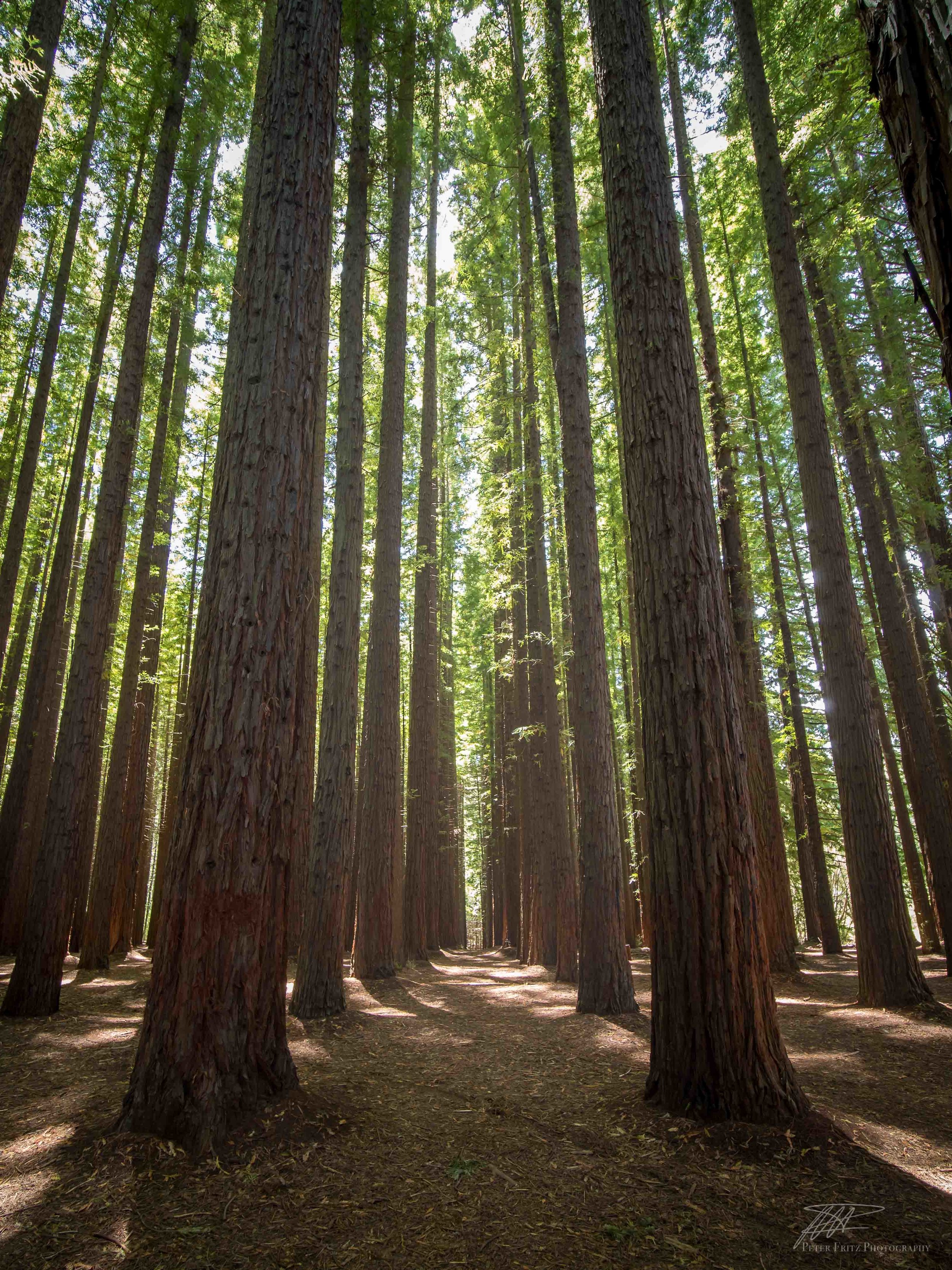 Redwood Trees Colour