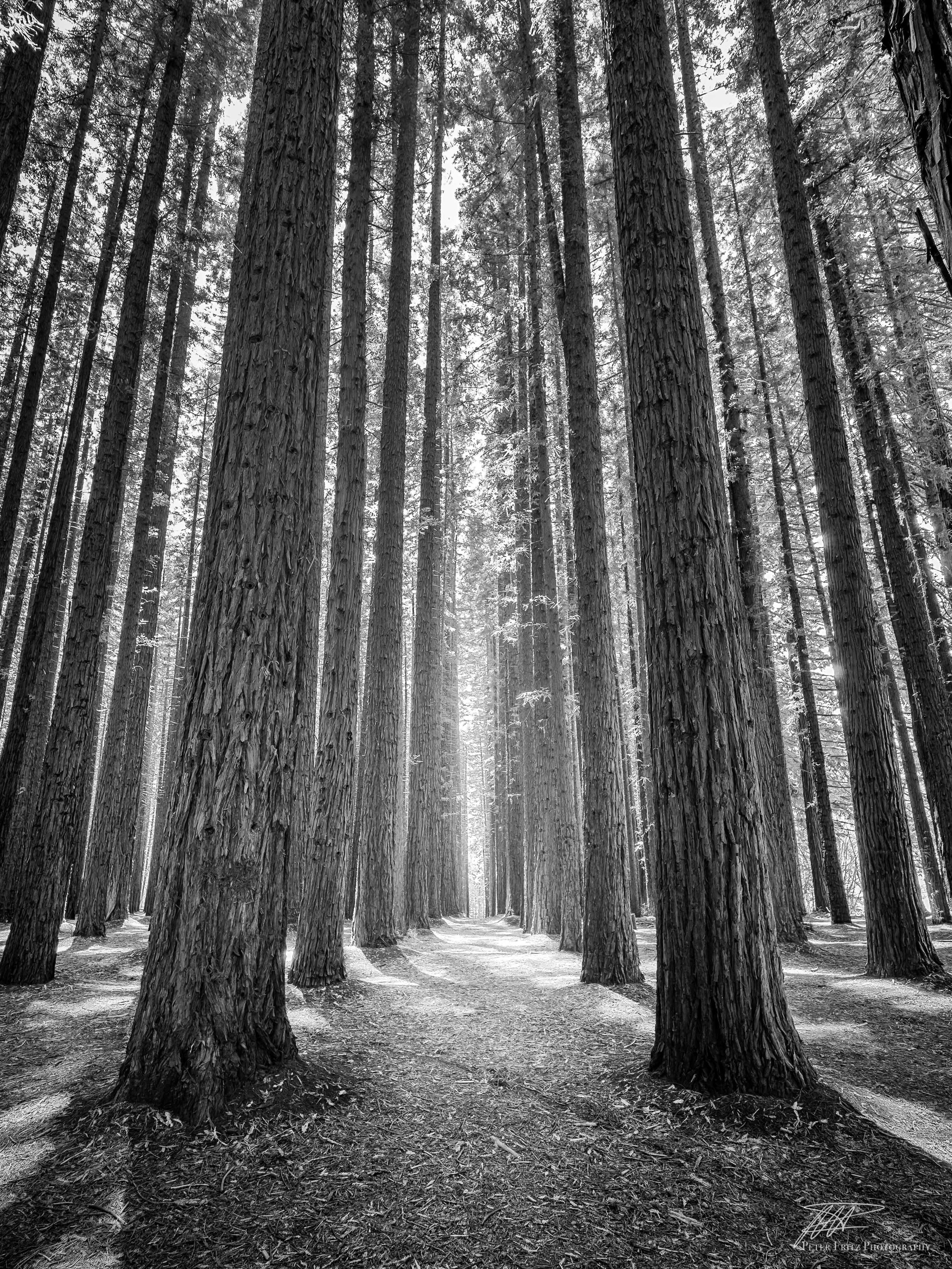 Redwood Trees Bnw