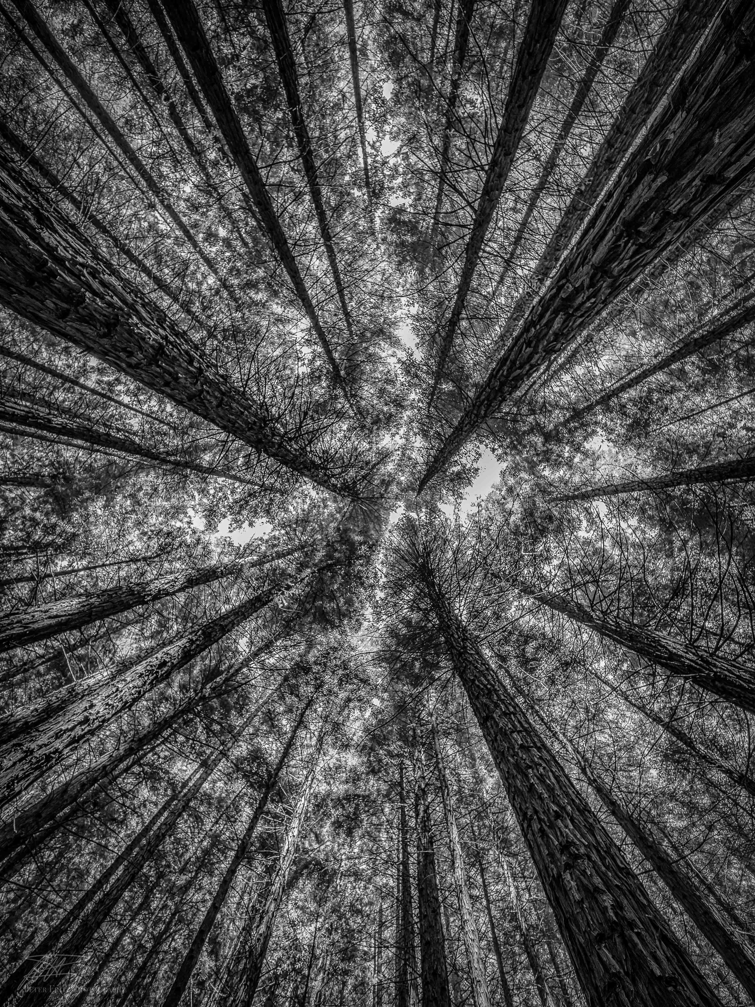 Redwoods up bnw 4x3 web.jpg